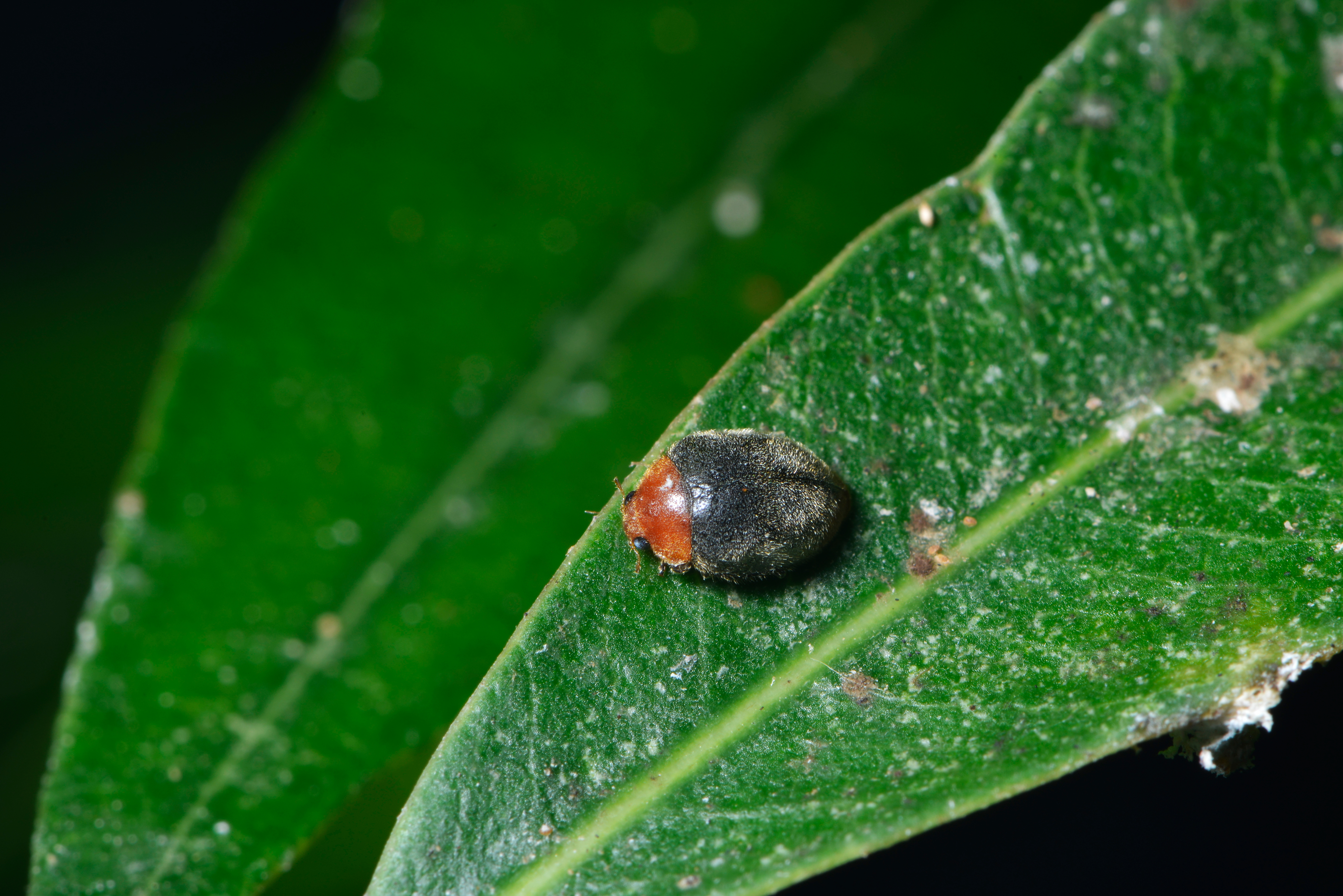 Identifying Mealybug Destroyer